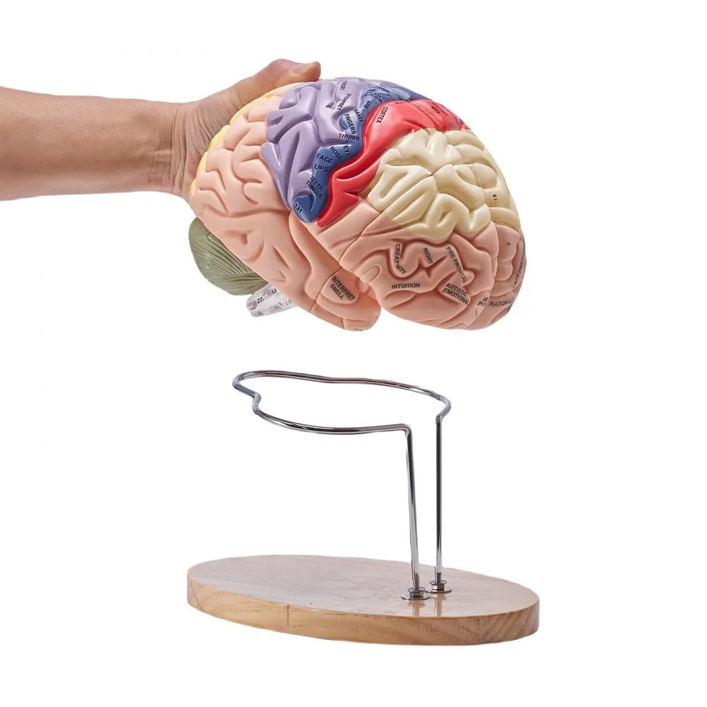 VEVORMODEL VAN HET MENSELIJK BREIN, ANATOMIEONDERWIJS, HERSENMODEL, 4 DELEN, GELABELD, 2 KEER VERGROOT